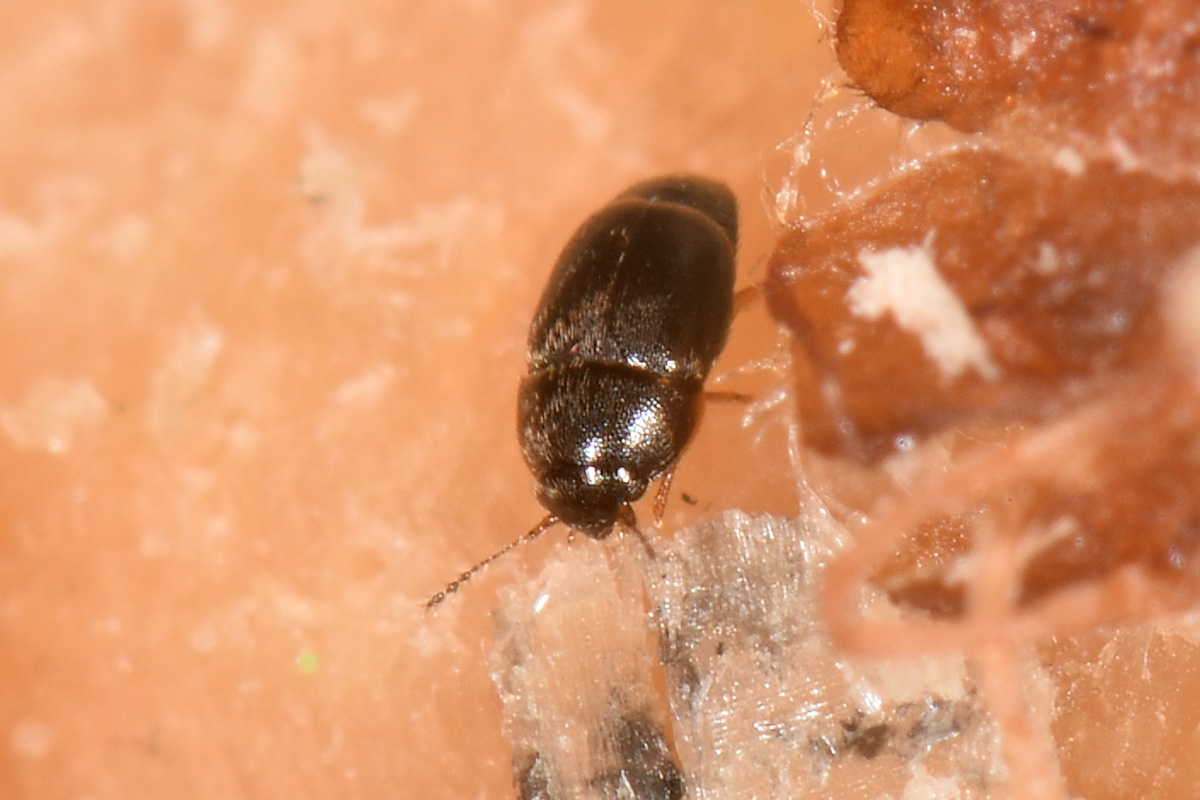 Ptiliidae?